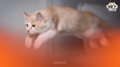 แมวกระโดดสูงได้แค่ไหน? เผยเคล็ดลับความสามารถสุดทึ่งของแมว