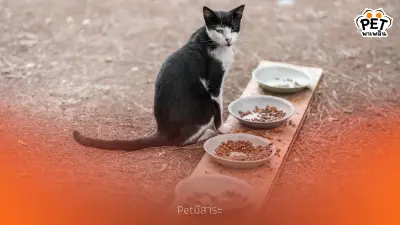 แมวเล่นเก่งแต่ไม่ยอมกินข้าว? รวมวิธีแก้แมวกินข้าวน้อย แมวเล่นเก่งแต่ไม่ยอมกินข้าว? รวมวิธีแก้แมวกินข้าวน้อย