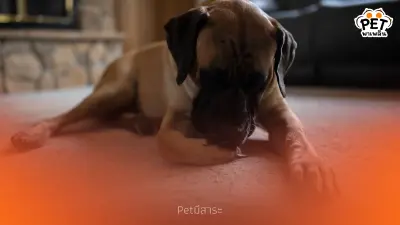 สุนัขเลียขาตัวเองบ่อยๆ เสี่ยงโรคอะไรบ้าง อาการที่ไม่ควรมองข้าม