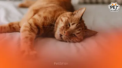 สัตว์เลี้ยงควรนอนบนเตียงด้วยไหม? สิ่งที่คนรักสัตว์ควรรู้