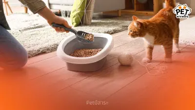 อันตรายจากขี้แมว เสี่ยงอะไรบ้าง วิธีป้องกันเมื่อต้องเก็บขี้แมว