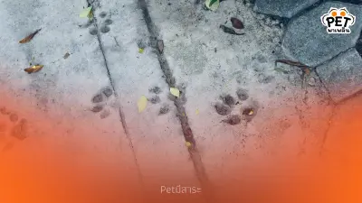 ทำไมสุนัขถึงชอบเหยียบปูนที่เพิ่งเท วิธีป้องกันพื้นเสียหาย