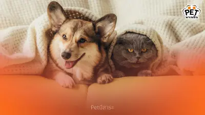 10 ชื่อสัตว์เลี้ยงยอดฮิต 2025 น่ารัก เรียกง่าย ความหมายดี