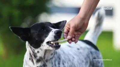 เปิดภาพสุนัขจร "พอใจ" และ "มณีแดง" สุนัขที่มาขออาศัยร่มชายคา