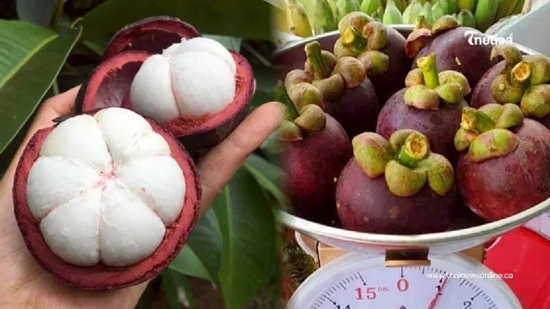 "มังคุดในสายหมอกเบตง" ขึ้นแท่น GI รายใหม่ สร้างรายได้หลายสิบล้าน