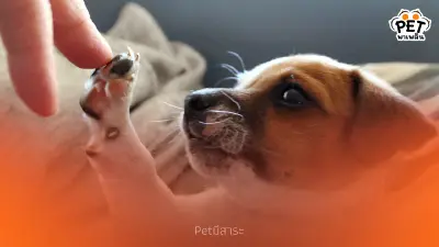 ทำไมอุ้งเท้าสุนัขมีกลิ่นป๊อปคอร์น พร้อมวิธีดูแลสุขภาพอุ้งเท้า