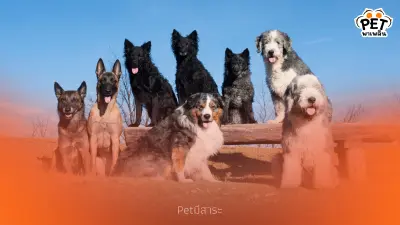 ลำดับทางสังคมในฝูงสุนัขคืออะไร? พฤติกรรมสุนัขที่เจ้าของควรรู้