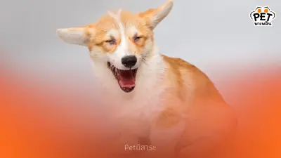 เสียงหัวเราะของสัตว์น่ารักๆ ที่คุณอาจไม่เคยรู้มาก่อน