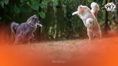 "แมวตัวเมียเป็นจ่าฝูงได้ไหม? เผยพฤติกรรมในกลุ่มแมว"