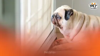 ทำไมสุนัขถึงรอเจ้าของ? เผยพฤติกรรม-เหตุผลที่หมาคิดถึงคุณเสมอ