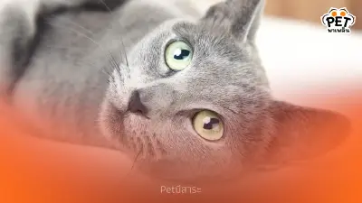 เจาะลึกเสน่ห์ "แมวสีสวาท" แมวมงคลแห่งโคราชที่คุณควรรู้จัก