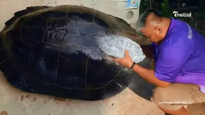 เต่ายักษ์นำโชคหวนคืน ชาวบ้านเชื่อจะมีโชคเหมือนเมื่อ 5 ปีก่อน เต่ายักษ์นำโชคหวนคืน ชาวบ้านเชื่อจะมีโชคเหมือนเมื่อ 5 ปีก่อน