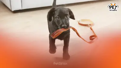 สุนัขชอบใส่ปลอกคอไหม? วิธีเลือกปลอกคอและฝึกให้สุนัขคุ้นเคย