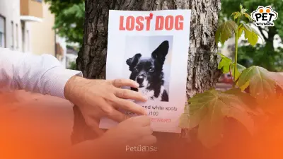 วิธีตามหาสุนัขหายให้เจอไวที่สุด คู่มือฉบับใช้งานจริง