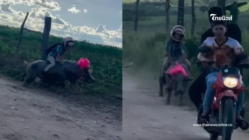 หนุ่มน้อย 9 ขวบ ขี่หมูไปโรงเรียนทุกวัน แถมตั้งชื่ออย่างเท่