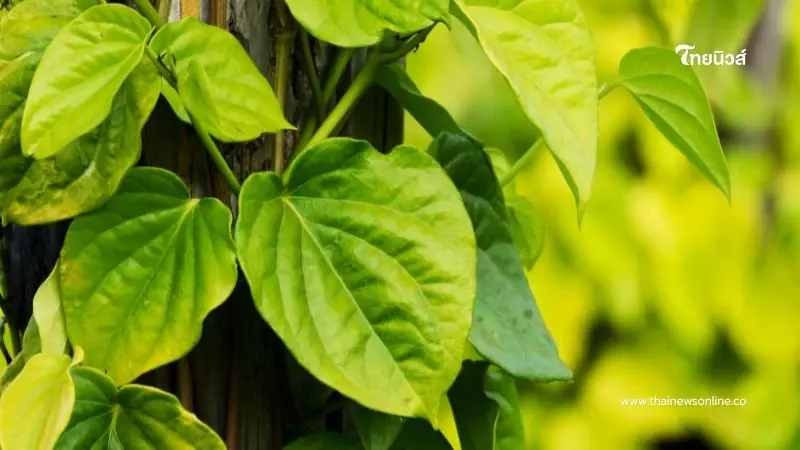 ใบชะพลู มากกว่าผักห่อเมี่ยงคำ สรรพคุณเพียบ แต่ใครต้องระวัง ใบชะพลู มากกว่าผักห่อเมี่ยงคำ สรรพคุณเพียบ แต่ใครต้องระวัง