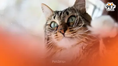 5 ความเข้าใจผิดเรื่องการเลี้ยงแมว ที่ทาสแมวมือใหม่ควรรู้