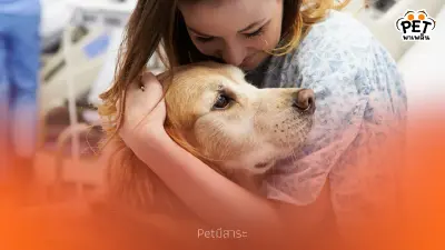 ทำไมสุนัขถึงรับรู้อารมณ์มนุษย์ได้? เผยพฤติกรรมปลอบใจเจ้าของ