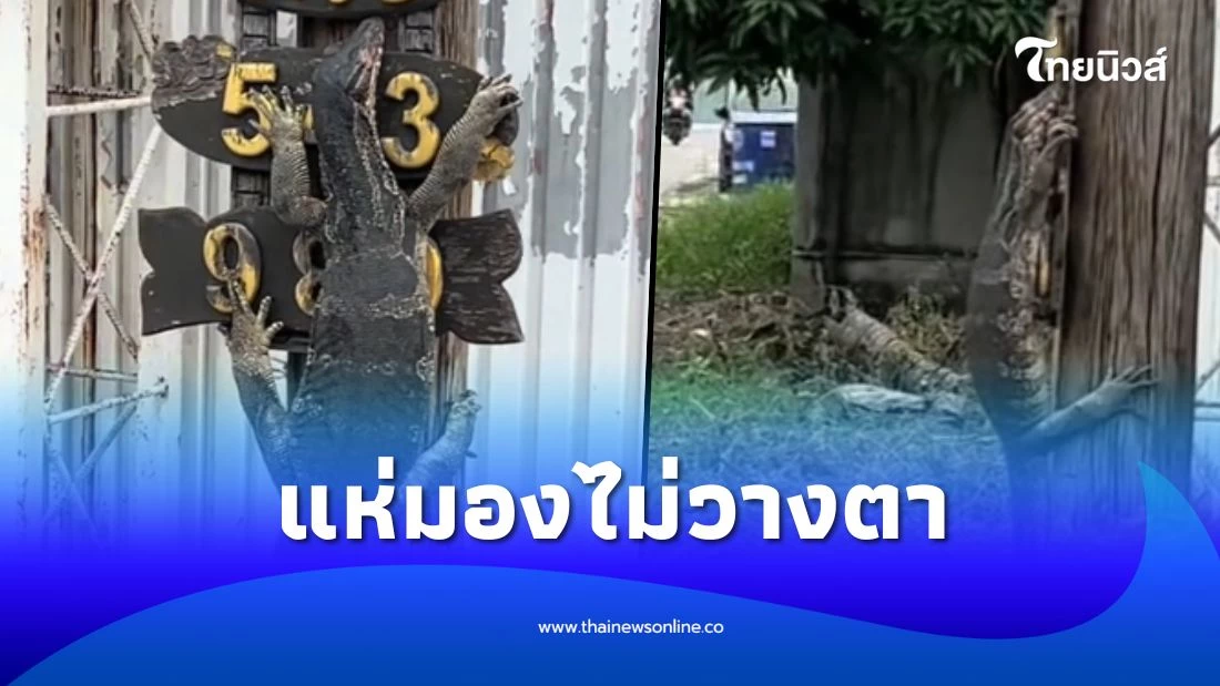 ฮือฮา ตัวเงินตัวทองปีนป้ายเลขที่บ้าน ชาวเน็ตแห่จับจ้อง | ไทยนิวส์