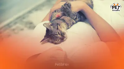 ทำไมแมวชอบนอนทับอก? 5 เหตุผลความสัมพันธ์ที่ทาสแมวต้องรู้