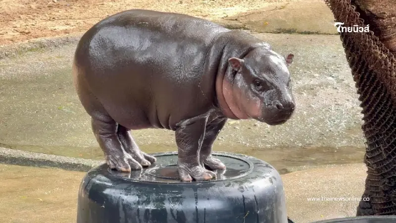 ประมูลกะละมัง “หมูเด้ง” ฮิปโปโปเตมัสแคระ ฉลองวันเกิด 1 ขวบ