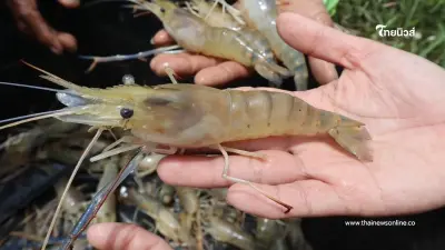 "กุ้งก้ามกรามกาฬสินธุ์" คว้า GI การันตีคุณภาพ ทำเงินปีละ 538 ล้าน
