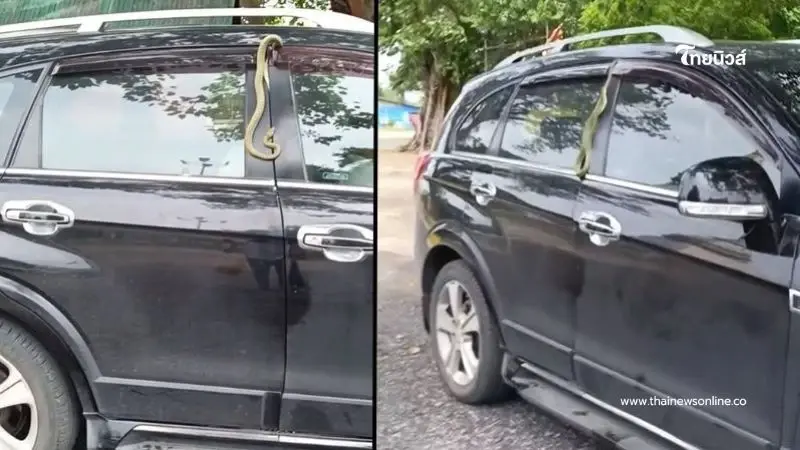 ตกใจ ประตูรถหนีบ "งูเขียว" ในวันเข้าพรรษา หลุดโฟกัสส่องทะเบียนรถ