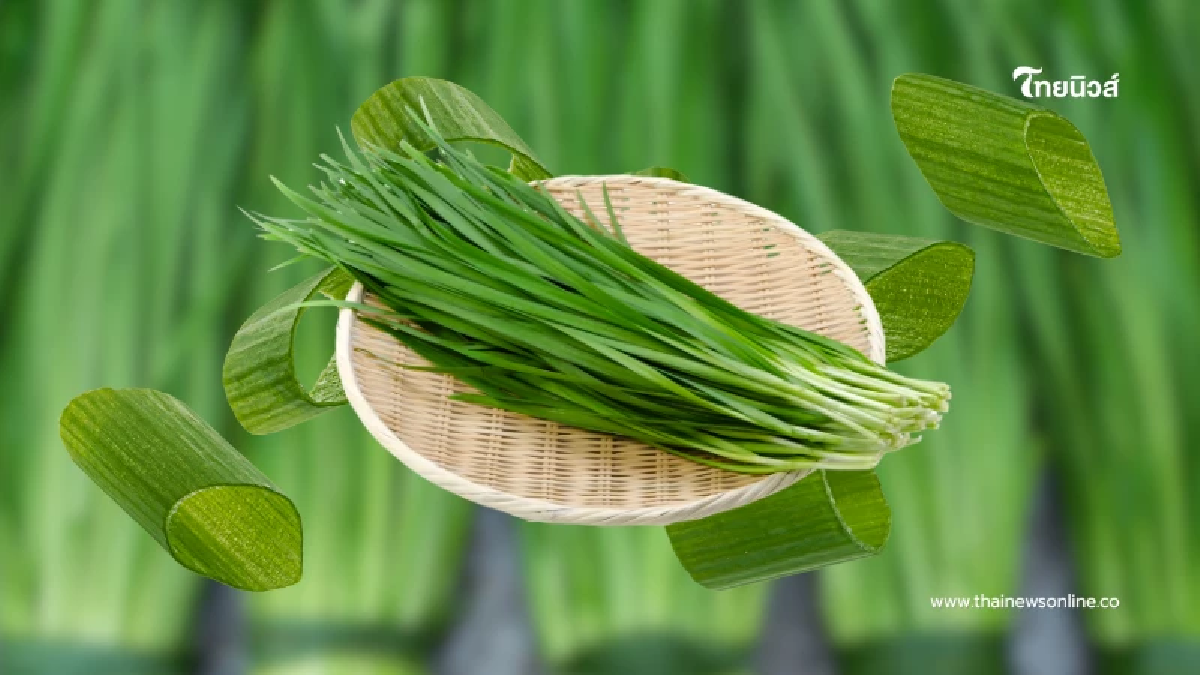 หมอแนะผู้ชายควรกิน ผักเสริมพลังชาย ตัวช่วยฟิต สุขภาพดีแบบไม่ต้องพึ่งยา หมอแนะผู้ชายควรกิน ผักเสริมพลังชาย ตัวช่วยฟิต สุขภาพดีแบบไม่ต้องพึ่งยา