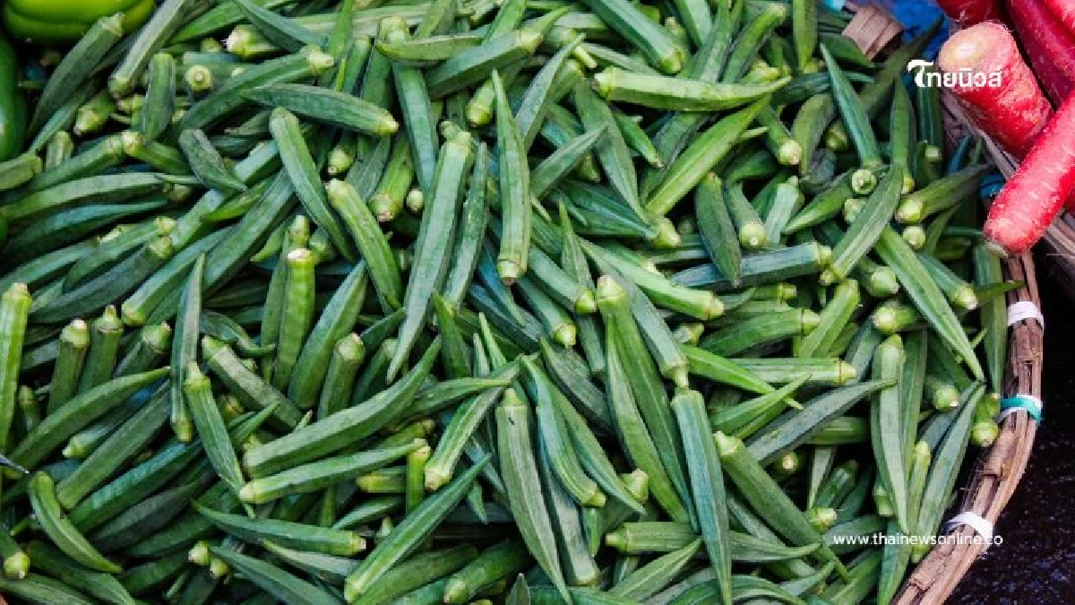กระเจี๊ยบ กินแบบไหนดีกว่ากัน พร้อมประโยชน์ที่หลายคนอาจไม่รู้