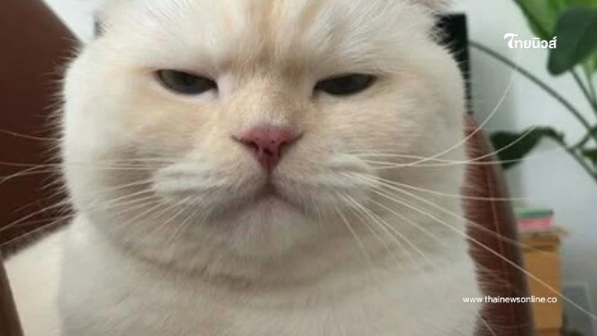 แมวไม่เล่นด้วย? อาการงอนที่คุณอาจไม่รู้ และวิธีทำให้เค้าหายงอน แมวไม่เล่นด้วย? อาการงอนที่คุณอาจไม่รู้ และวิธีทำให้เค้าหายงอน