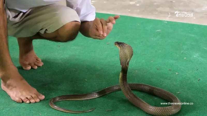 หมองูคนดังในหมู่บ้าน โดนงูเห่าฉก ลูก 2 คนกำพร้าทั้งพ่อ-แม่