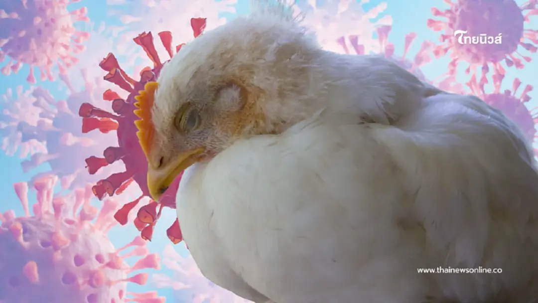 ไข้หวัดนก H5N1 ระบาดกัมพูชา ติดเชื้อเพิ่ม 7 ราย จับตาใกล้ชายแดนไทย