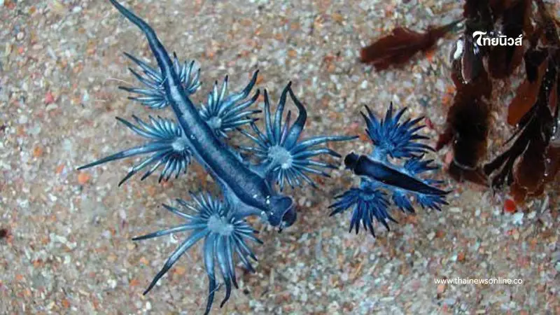 เตือนภัย! พบ "Blue Dragon" ทากทะเลพิษร้าย ที่หาดกะรน จ.ภูเก็ต เตือนภัย! พบ "Blue Dragon" ทากทะเลพิษร้าย ที่หาดกะรน จ.ภูเก็ต