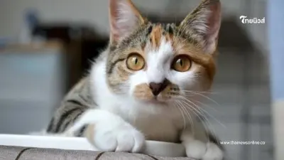 ความจริงที่คุณอาจไม่เคยรู้ เหตุผลที่แมวชอบตามเข้าห้องน้ำ