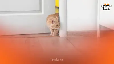 วิธีเรียกแมวให้มาหาแบบได้ผลจริง พร้อมเคล็ดลับจากคนรักแมว