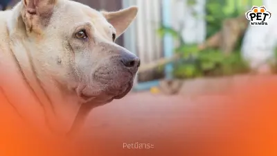 หมาแมวอ้วน อายุสั้น! ลดความอ้วนให้สัตว์เลี้ยงสุขภาพดี