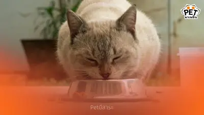 ทำไมแมวถึงไม่ยอมกินอาหารเม็ดที่มีในถาด แต่ยอมกินเมื่อเทใหม่?