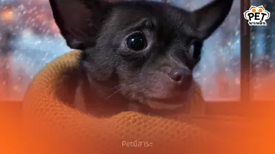 น้องหมากลัวฟ้าร้อง ทำไงดี? รวม 6 วิธีปลอบน้องหมาให้หายเครียด