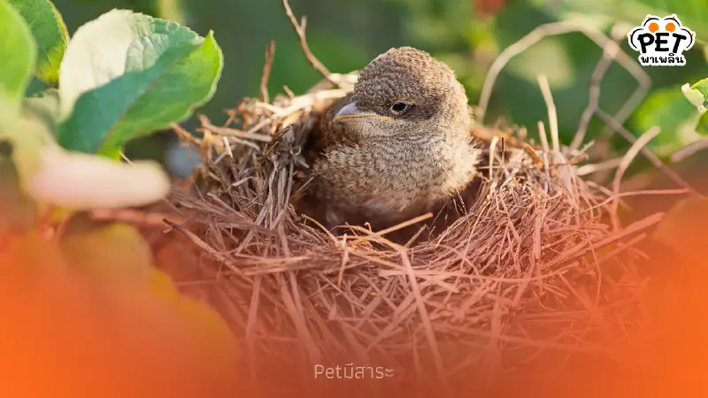 “บ้านที่นกมาทำรัง” สัญญาณของบ้านน่าอยู่ ที่สมดุลและอุดมสมบูรณ์