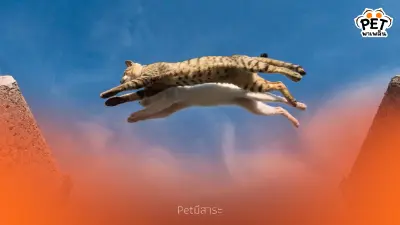 แมวมี 9 ชีวิตจริงไหม? เปิดตำนานแมวกับความเชื่อที่คนเข้าใจผิด