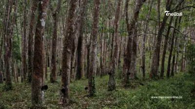 กยท.เร่งช่วยสวนยางประสบภัย จัดสวัสดิการรายละไม่เกิน 3,000 บาท