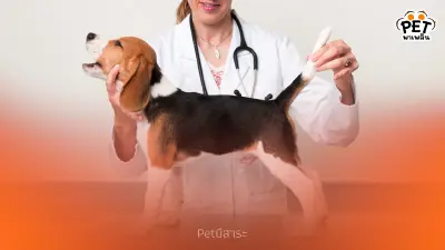 ทำไมสัตว์เลี้ยงถึงกลัวสัตวแพทย์? รวมเหตุผลและวิธีลดความเครียด