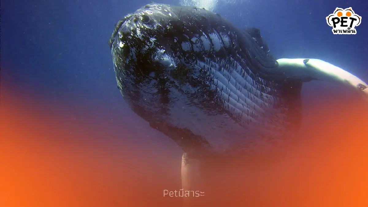วาฬ กับเทคนิคฟองอากาศ Bubble-Net Feeding การล่าเหยื่อสุดอัจฉริยะ วาฬ กับเทคนิคฟองอากาศ Bubble-Net Feeding การล่าเหยื่อสุดอัจฉริยะ