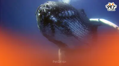 วาฬ กับเทคนิคฟองอากาศ Bubble-Net Feeding การล่าเหยื่อสุดอัจฉริยะ วาฬ กับเทคนิคฟองอากาศ Bubble-Net Feeding การล่าเหยื่อสุดอัจฉริยะ