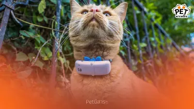 อัปเดต GPS สัตว์เลี้ยง 2025 รุ่นไหนคุ้ม แม่นยำ ฟังก์ชันครบสุด