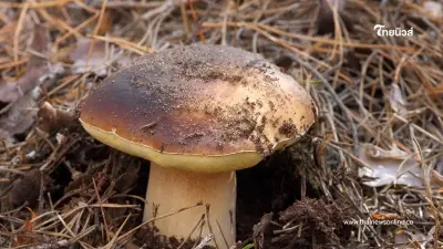 เตือนภัยหน้าฝน 4 เห็ดอันตรายกินแล้วตาย ไม่ควรเก็บมาทำอาหารเด็ดขาด