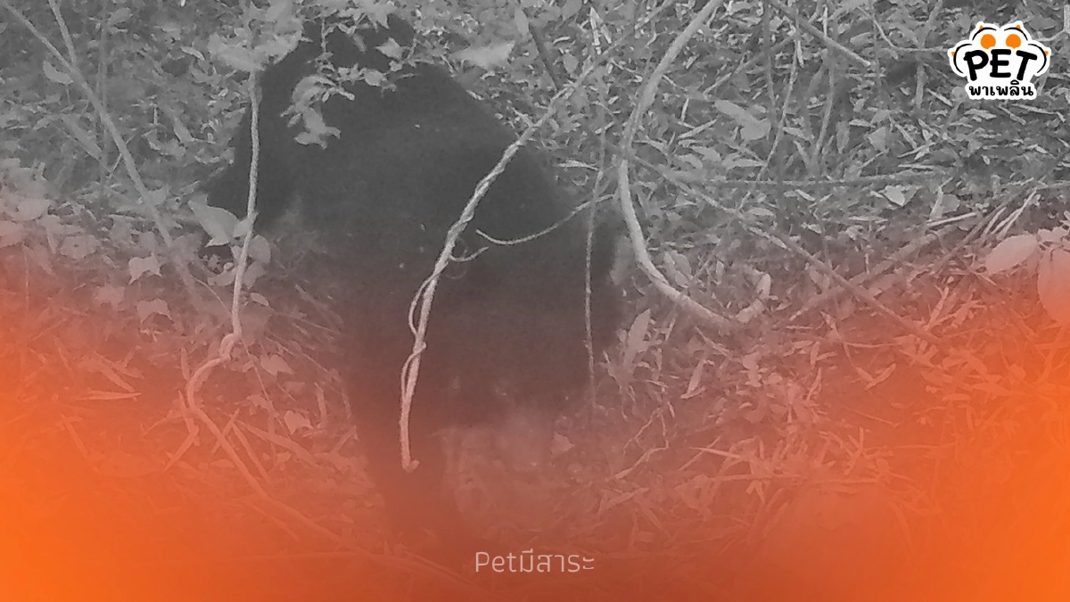 .เปิดภาพลับกล้องดักถ่ายสัตว์ป่าแก่งกระจาน พบสัตว์ป่าหายาก.