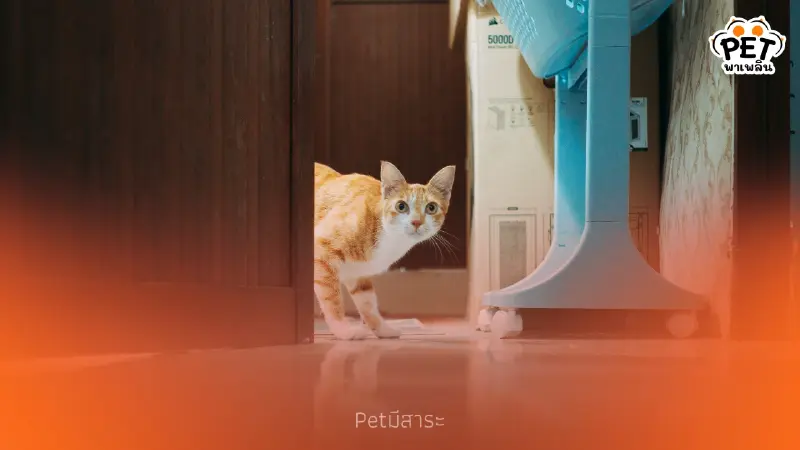 5 วิธีฝึกแมวขี้กลัวให้เชื่องขึ้น | เทคนิคสร้างความไว้ใจแมว