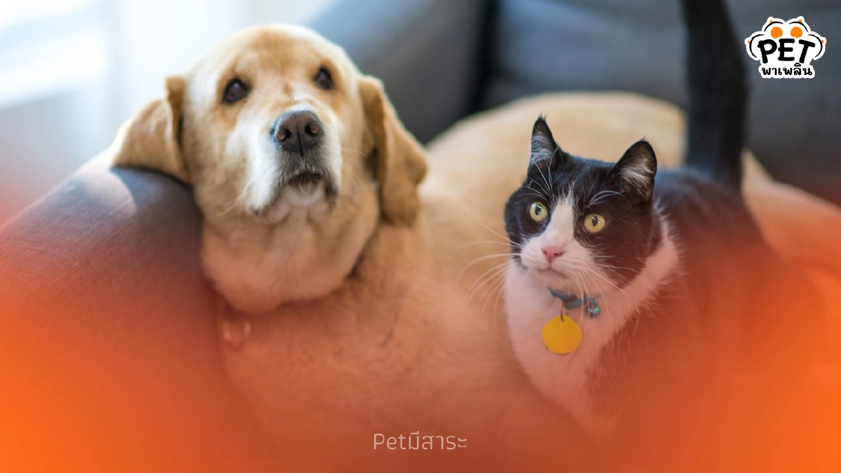 .รีบเลย! บริการจดทะเบียน-ฉีดวัคซีน ฟรี ก่อนกฎหมายใหม่บังคับใช้.