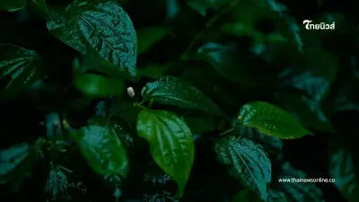กลิ่นหอมจากตำราโบราณ ใบพลู บรรเทาความทุกข์จากกลิ่นศพ จริงหรือ